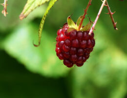 Raspberry ketone