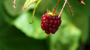 Raspberry ketone